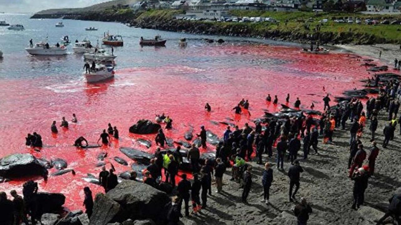 ''Utanç'' festivalinde 100 yunus balığı öldürüldü