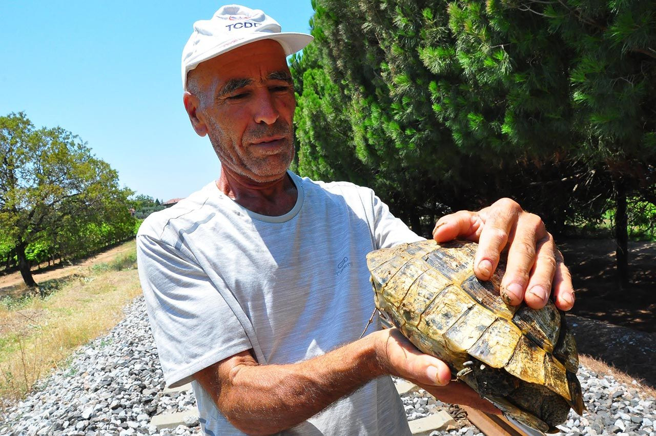Türkiye kaplumbağa kurtarıcısı Mehmet amcayı konuşuyor - Resim: 4