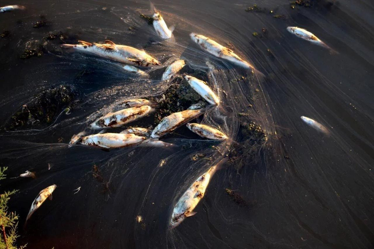 Kızılırmak'ta toplu balık ölümlerinin nedeni belli oldu - Resim: 1