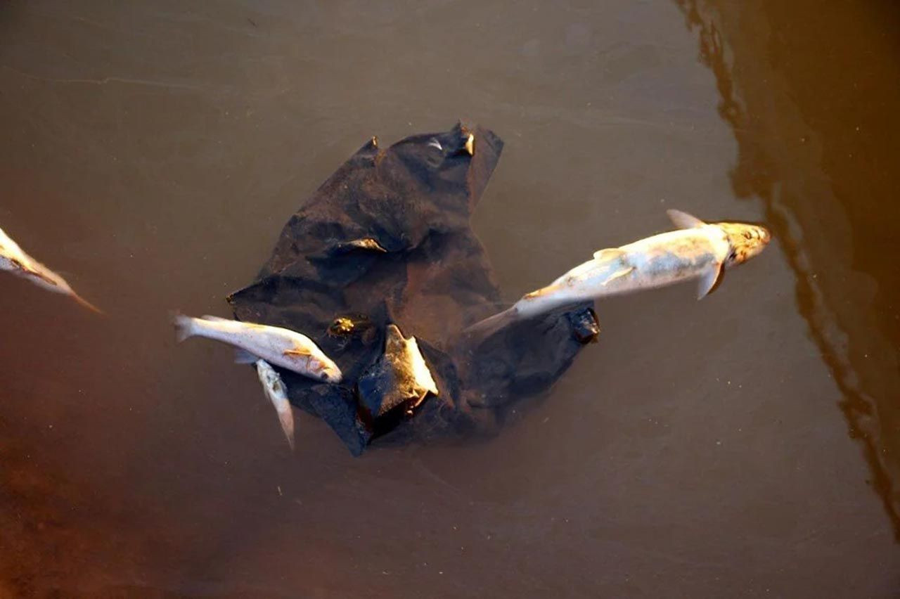 Kızılırmak'ta toplu balık ölümlerinin nedeni belli oldu - Resim: 2