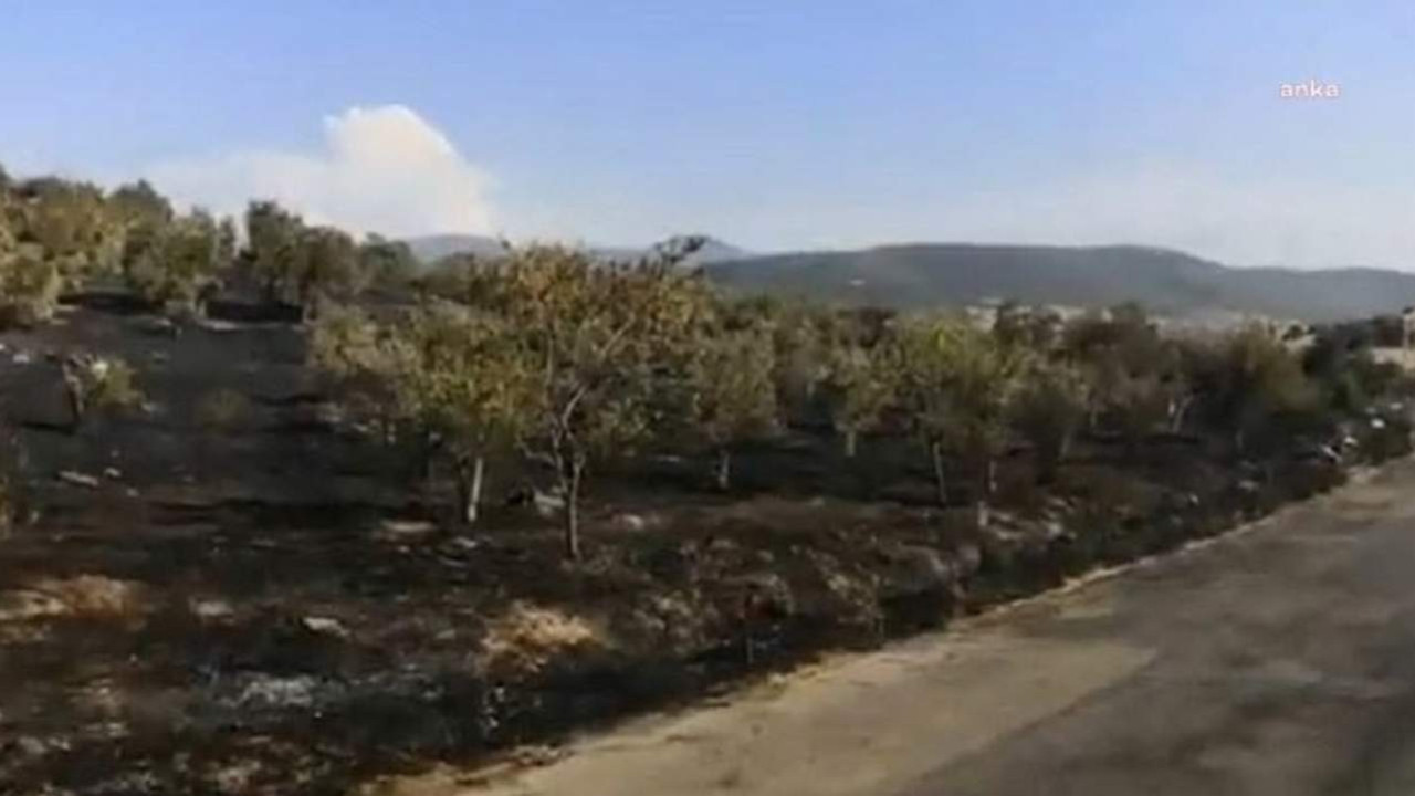 Nesin Vakfı'nın zeytinlik alanı kundaklandı