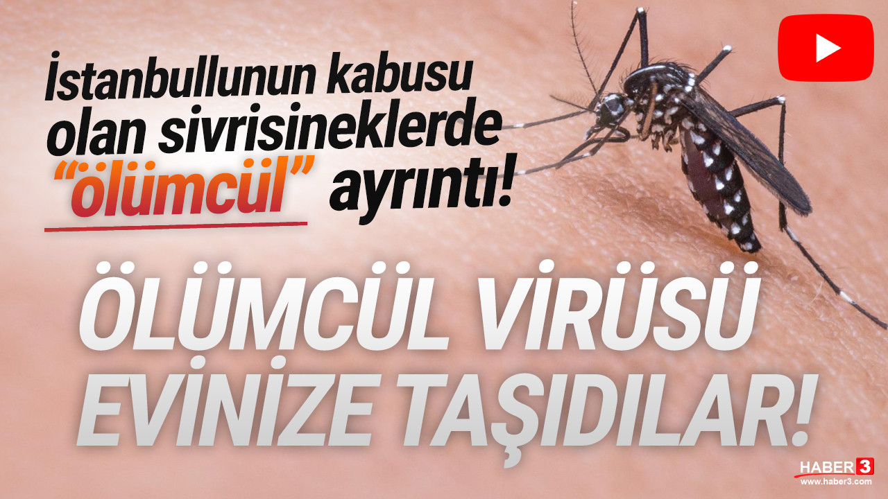 Bir bu eksikti! İstanbul'da yayılan sivrisineklerde ölümcül hastalık alarmı