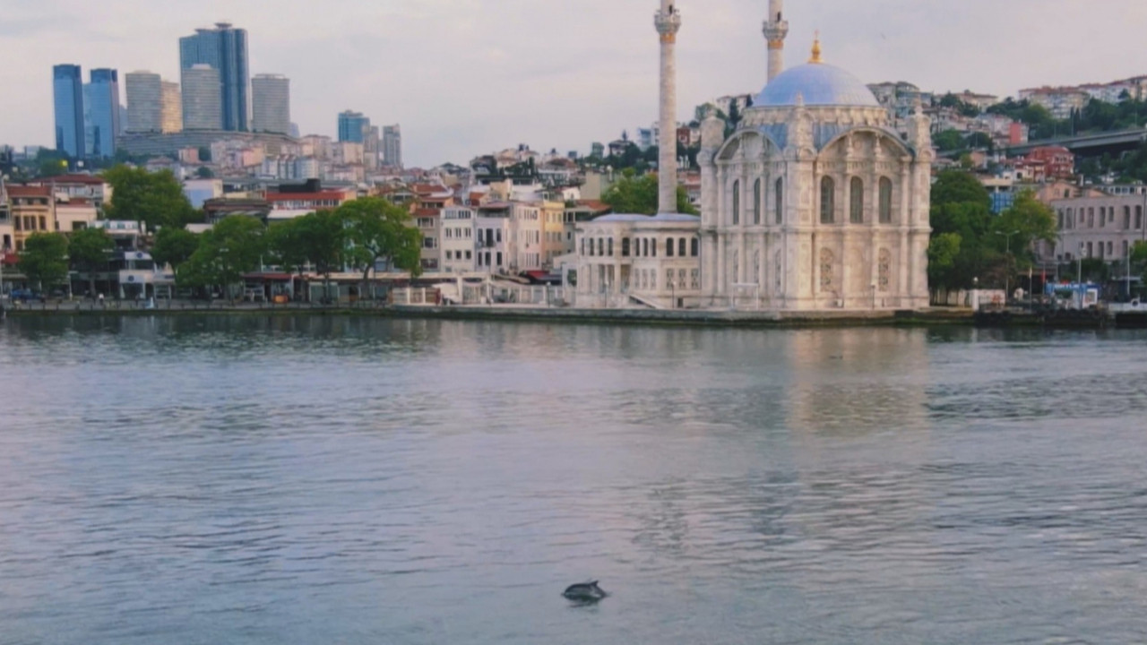 İstanbul Boğazı'nın ''sevimli'' çetesi kamerada