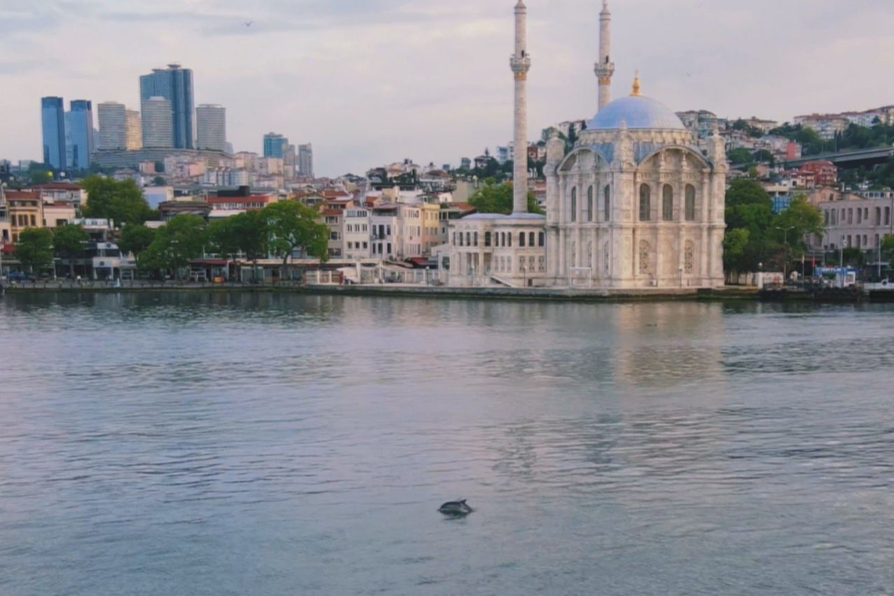 İstanbul Boğazı'nın ''sevimli'' çetesi kamerada! - Resim: 3
