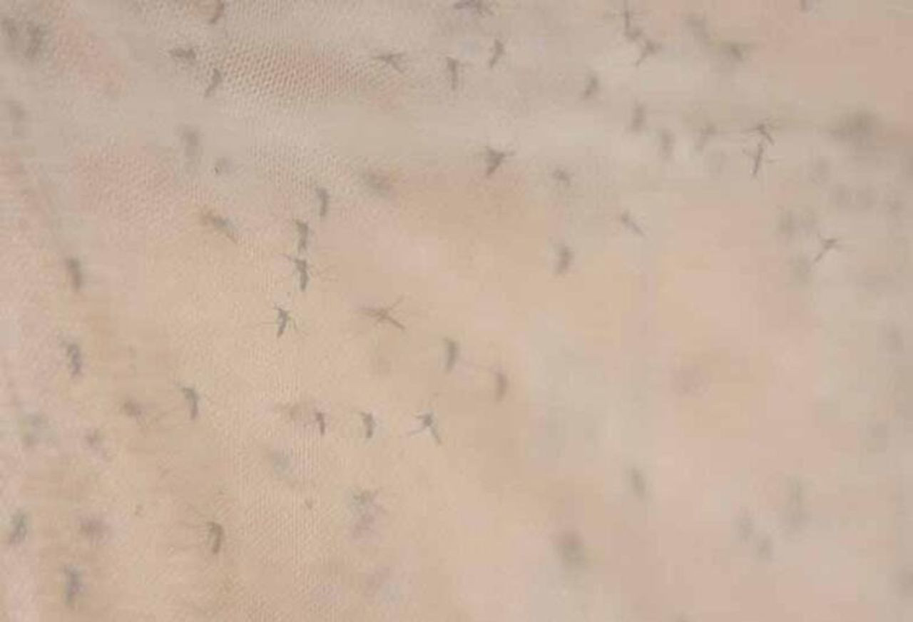 Türkiye'deki sivrisineklerde ölümcül hastalık alarmı! - Resim: 2