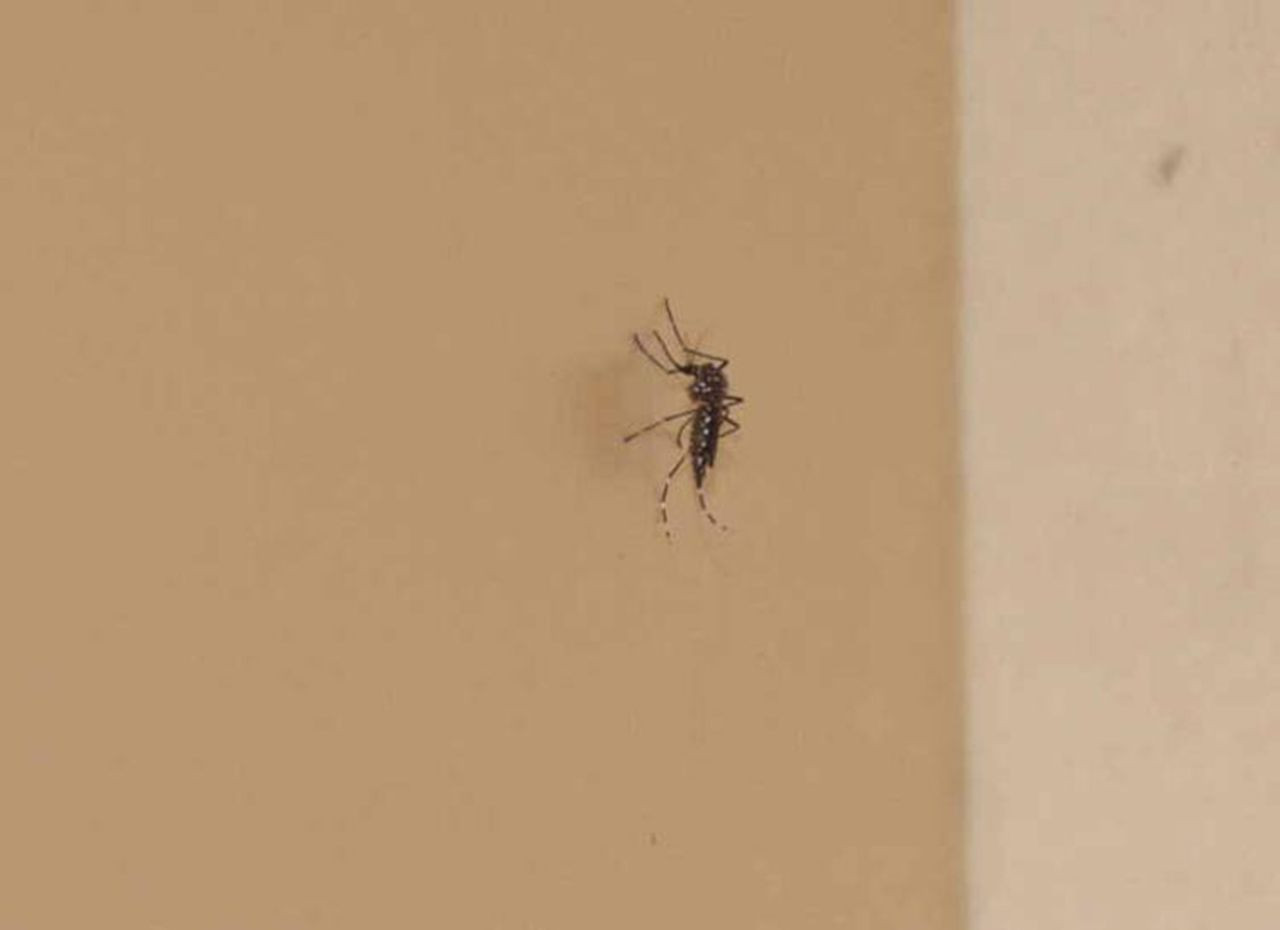 Türkiye'deki sivrisineklerde ölümcül hastalık alarmı! - Resim: 4