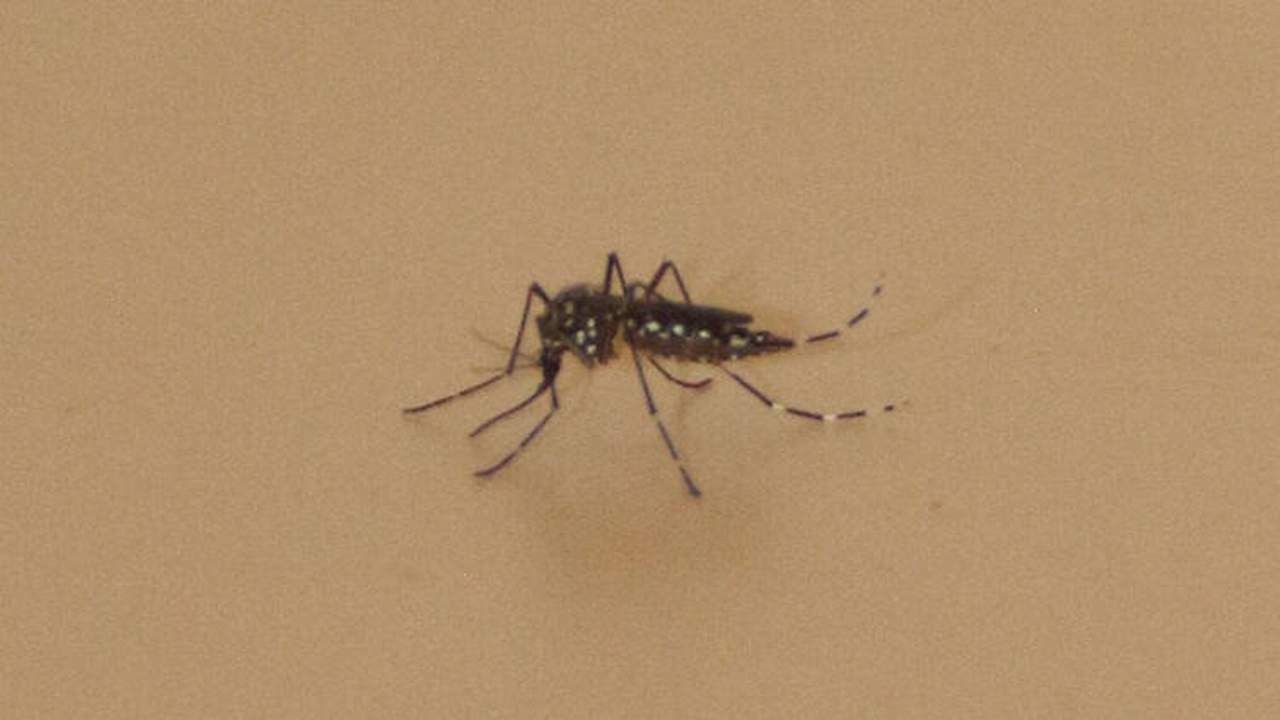 Türkiye'deki sivrisineklerde ölümcül hastalık alarmı! - Resim: 1