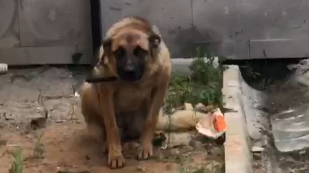 Karadeniz fıkrası değil gerçek: Bekçiyi ısıran köpek gözaltına alındı