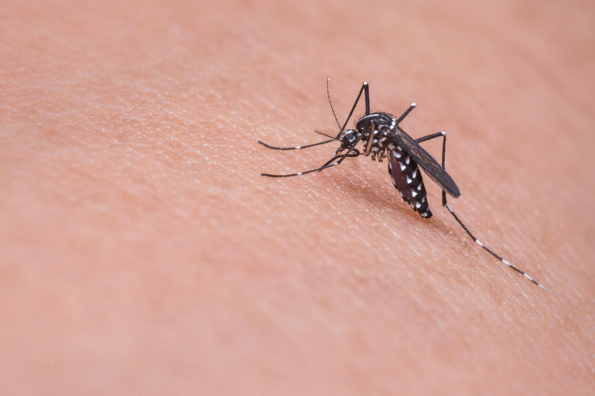 ''Şans eseri'' büyük keşif! Sivrisineklerde bulundu