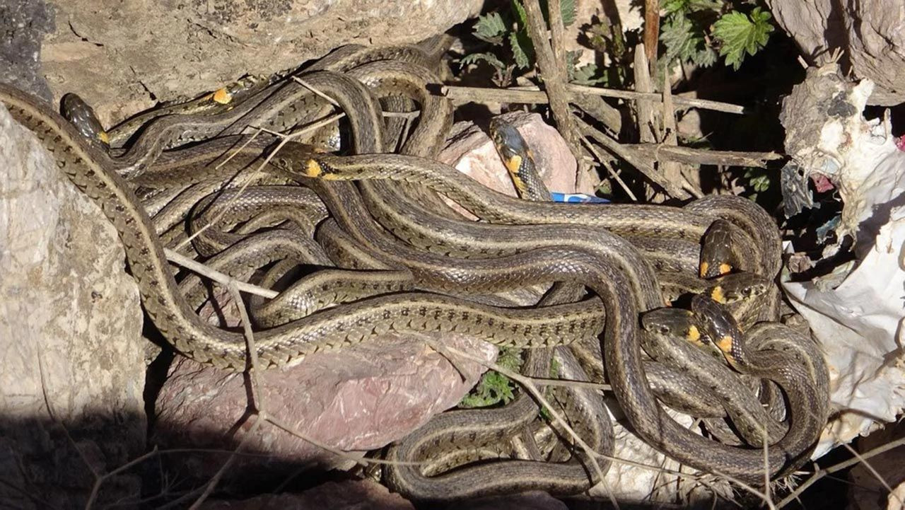 Hakkari'de yılanların çiftleşme görüntüleri kameraya yansıdı! Yüzlerce yılan birleşme dansı yaptı - Resim: 3