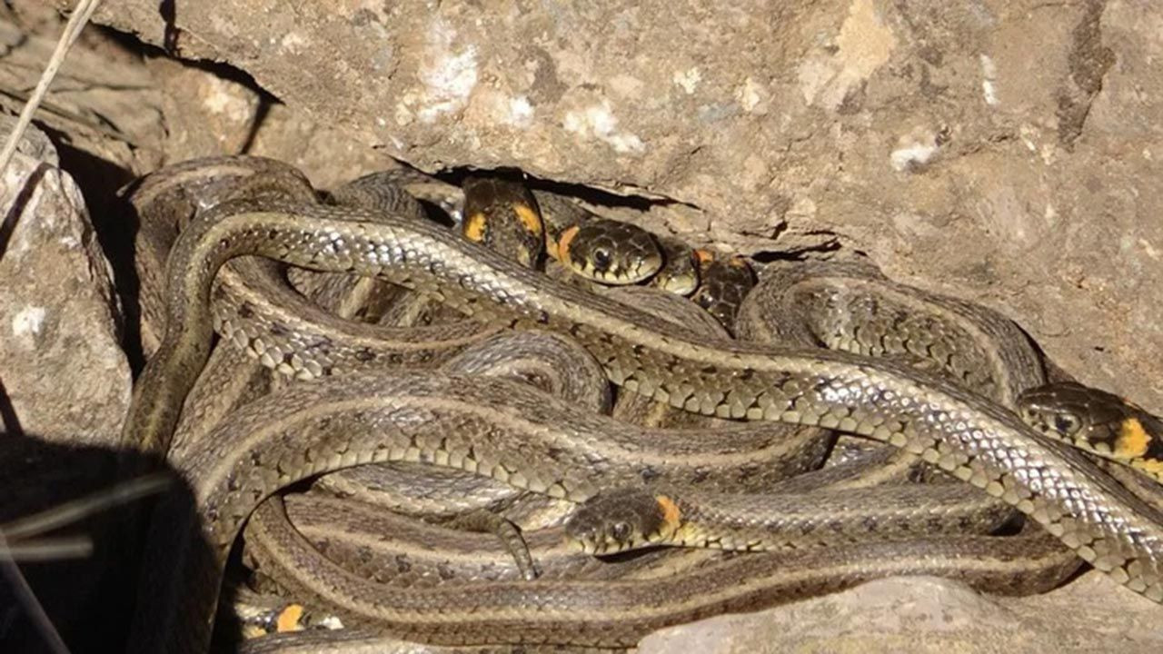 Hakkari'de yılanların çiftleşme görüntüleri kameraya yansıdı! Yüzlerce yılan birleşme dansı yaptı - Resim: 4