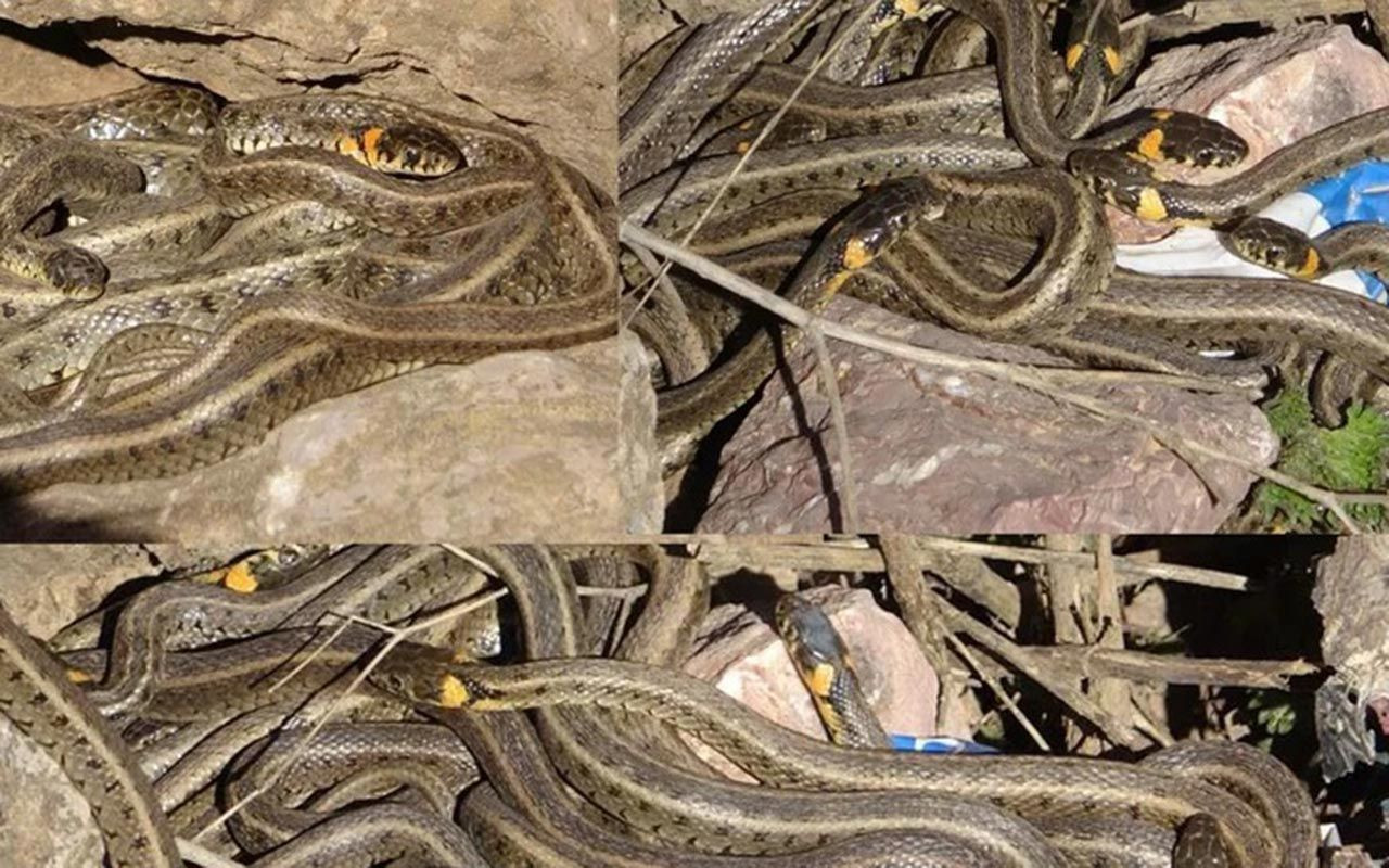 Hakkari'de yılanların çiftleşme görüntüleri kameraya yansıdı! Yüzlerce yılan birleşme dansı yaptı - Resim: 1