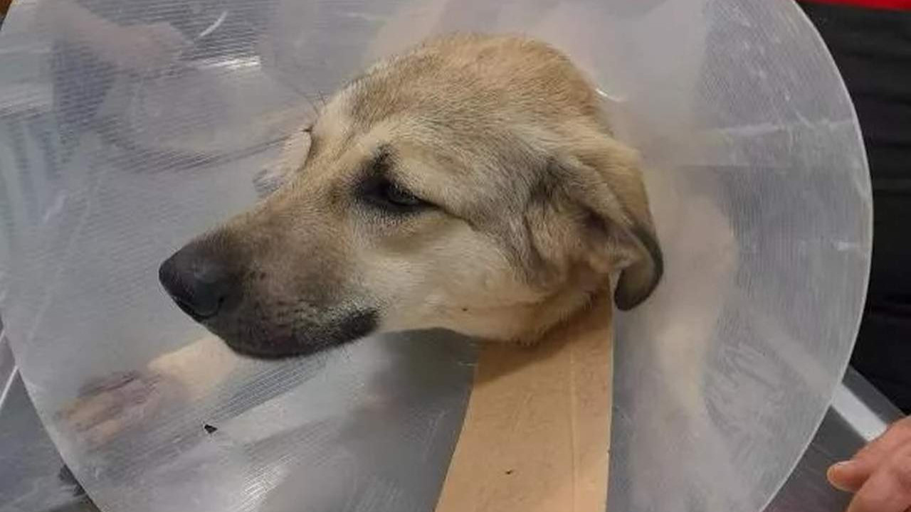 Ankara'da sokak köpeğini bacağından vurdular