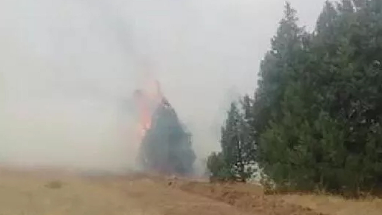 Erzincan'da orman yangını