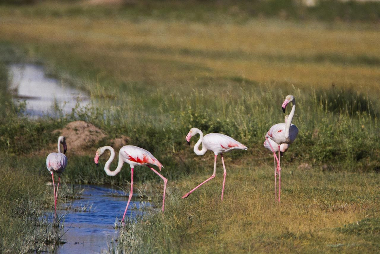 Türkiye'nin flamingo cennetinde katliam - Resim: 2