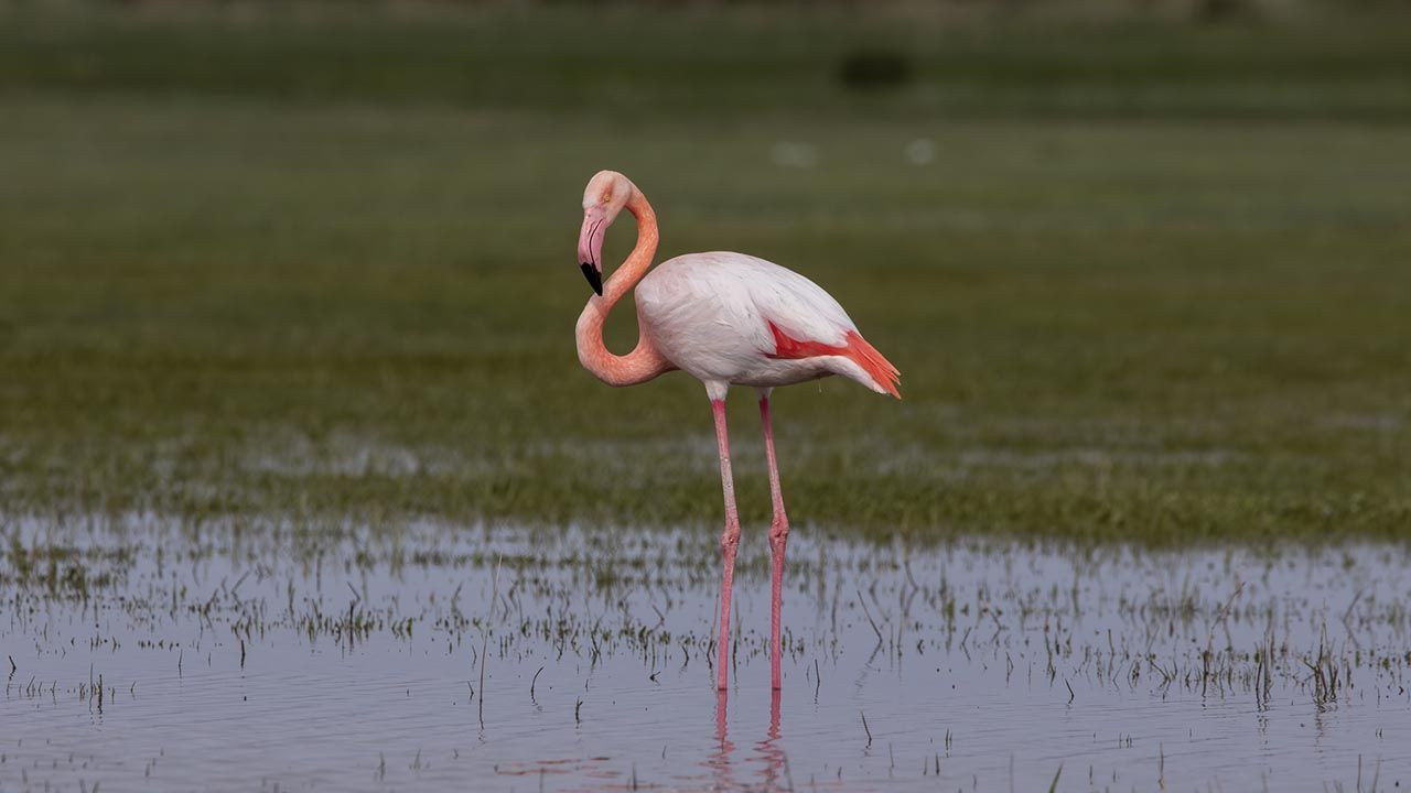 Türkiye'nin flamingo cennetinde katliam - Resim: 1