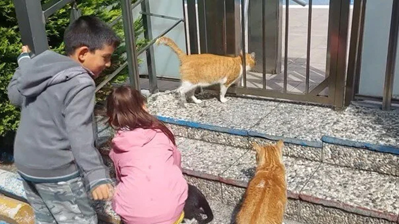 Yer: İstanbul... Kedilere su veren çocuğa şaka gibi ceza