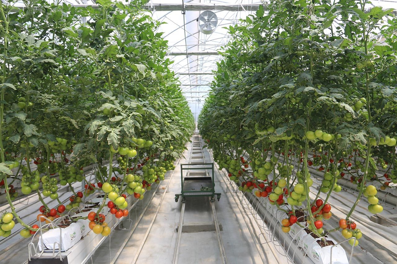 Türkiye'nin en ucuz domatesi burada yetişiyor - Resim: 1