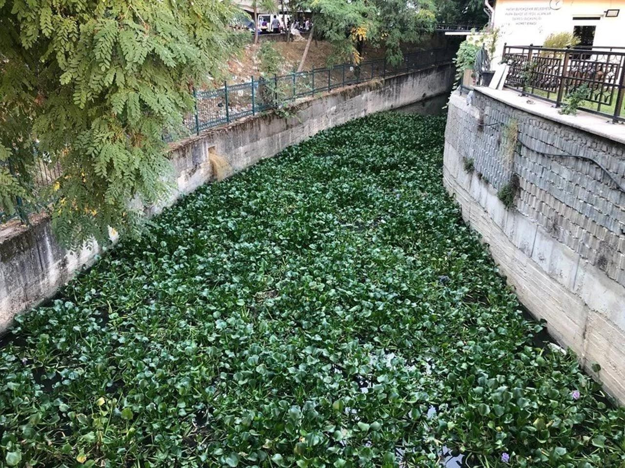 Asi nehri adeta istilaya uğradı - Resim: 3