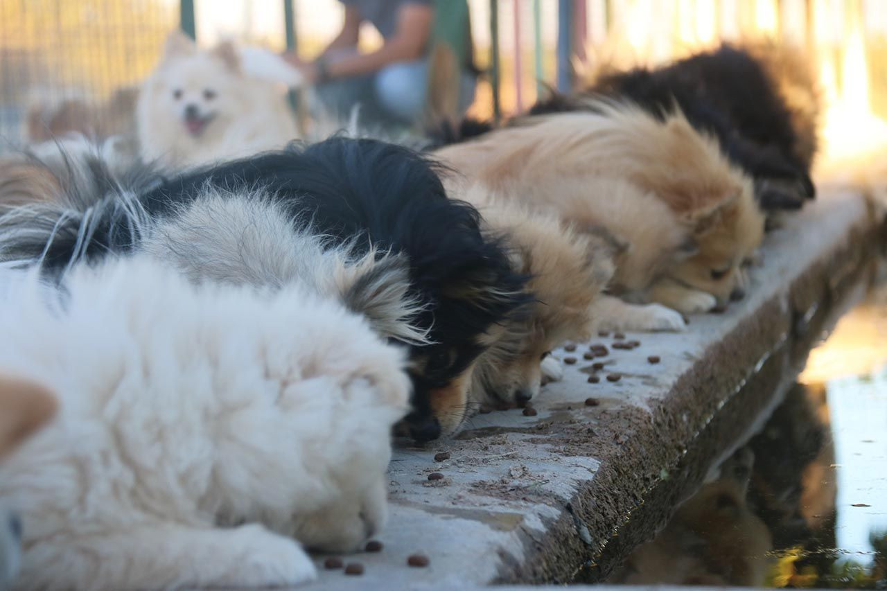 Yurt dışında gördü, Diyarbakır'da ''pomeranian'' çiftliği kurdu: 18 bin TL'ye satıyor - Resim: 3
