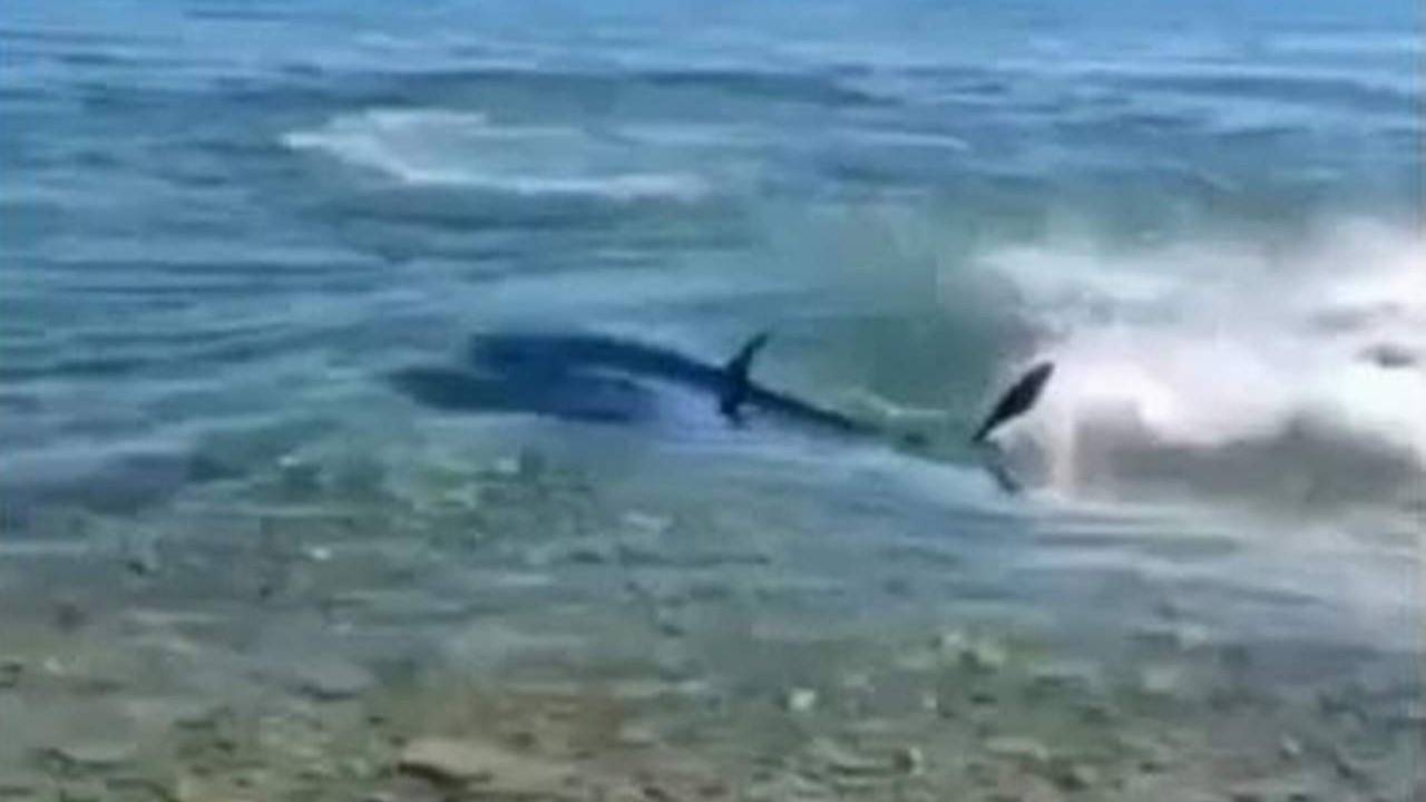 Türkiye'nin ünlü plajında köpek balığı paniği!
