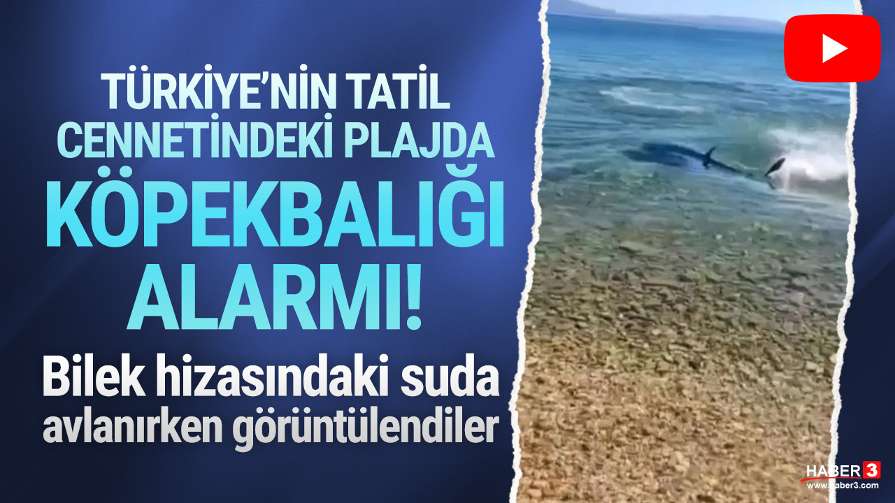 Türkiye'nin ünlü plajında köpek balığı paniği!