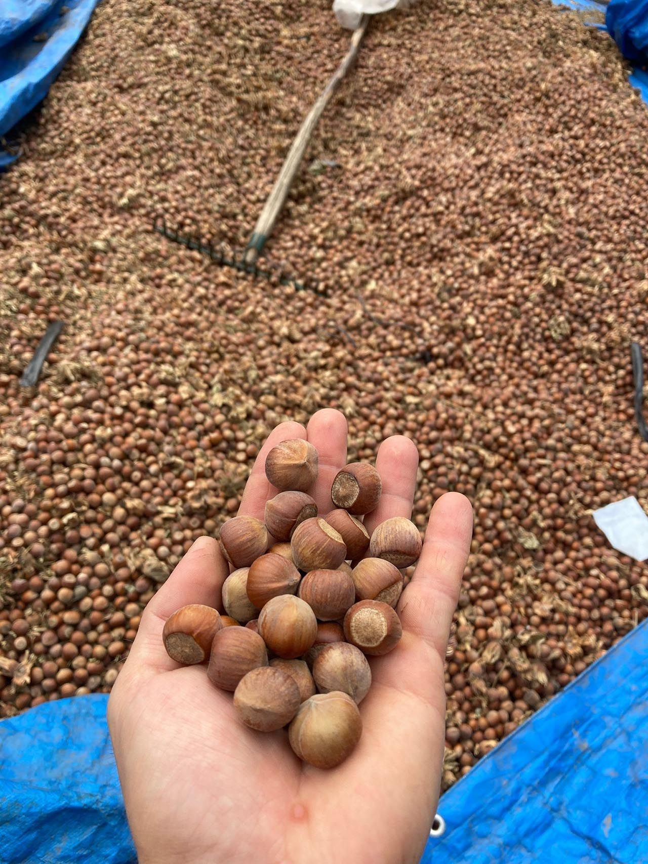 Karadeniz değil Marmara'da: Bu köyde yılda 60 ton fındık üretiliyor - Resim: 4