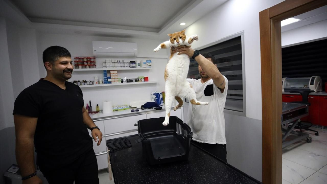 Türkiye'nin ''yemek hırsızı'' en ünlü kedisine çok özel operasyon - Resim: 1