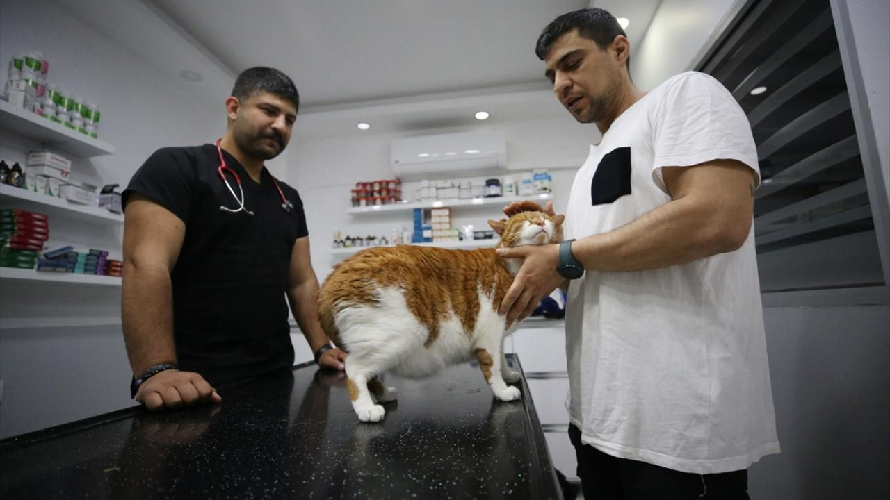 Türkiye'nin ''yemek hırsızı'' en ünlü kedisine çok özel operasyon - Resim: 3