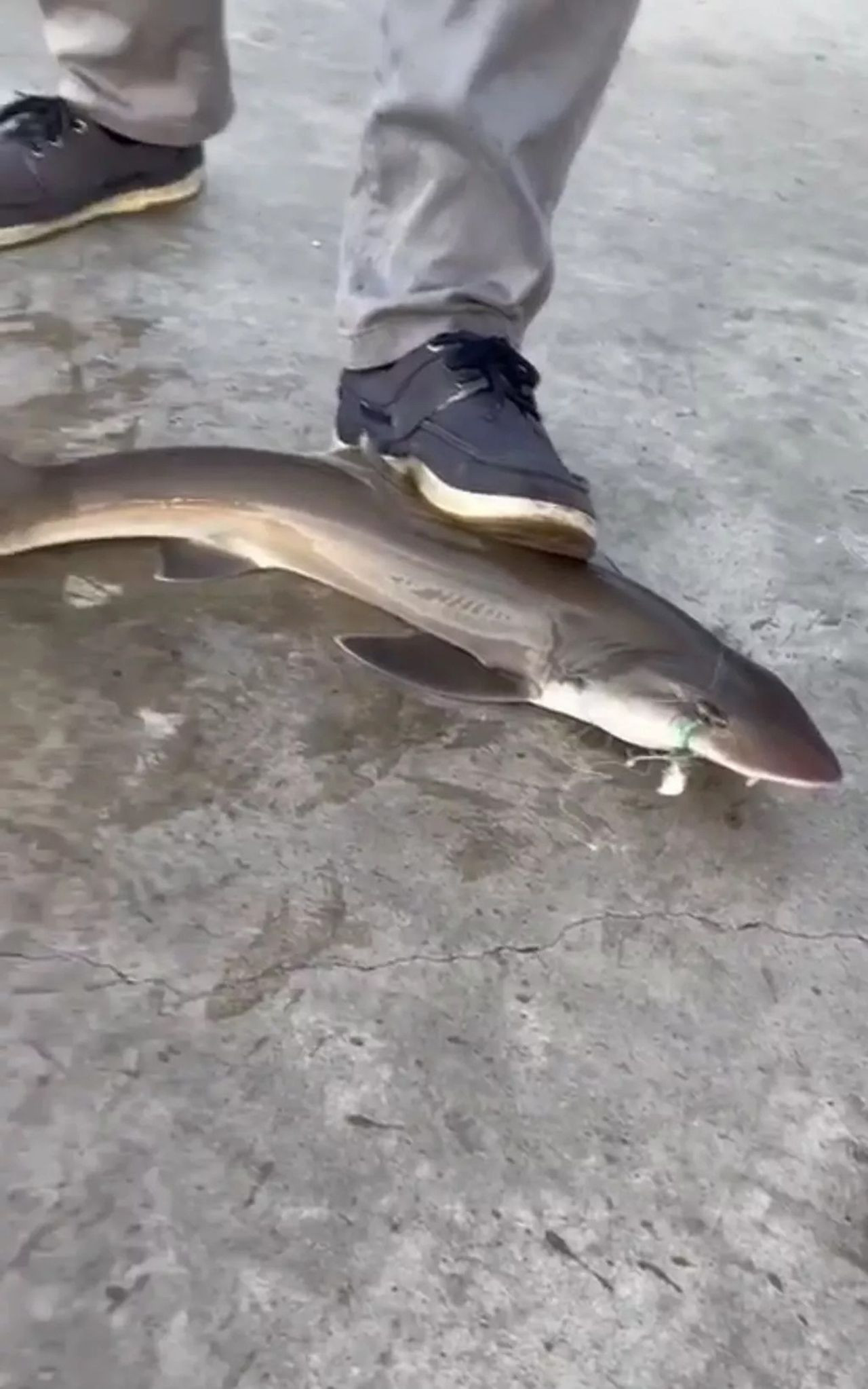 İstanbul Boğazı'nda kıyıdan oltayla köpekbalığı yakalandı - Resim: 1