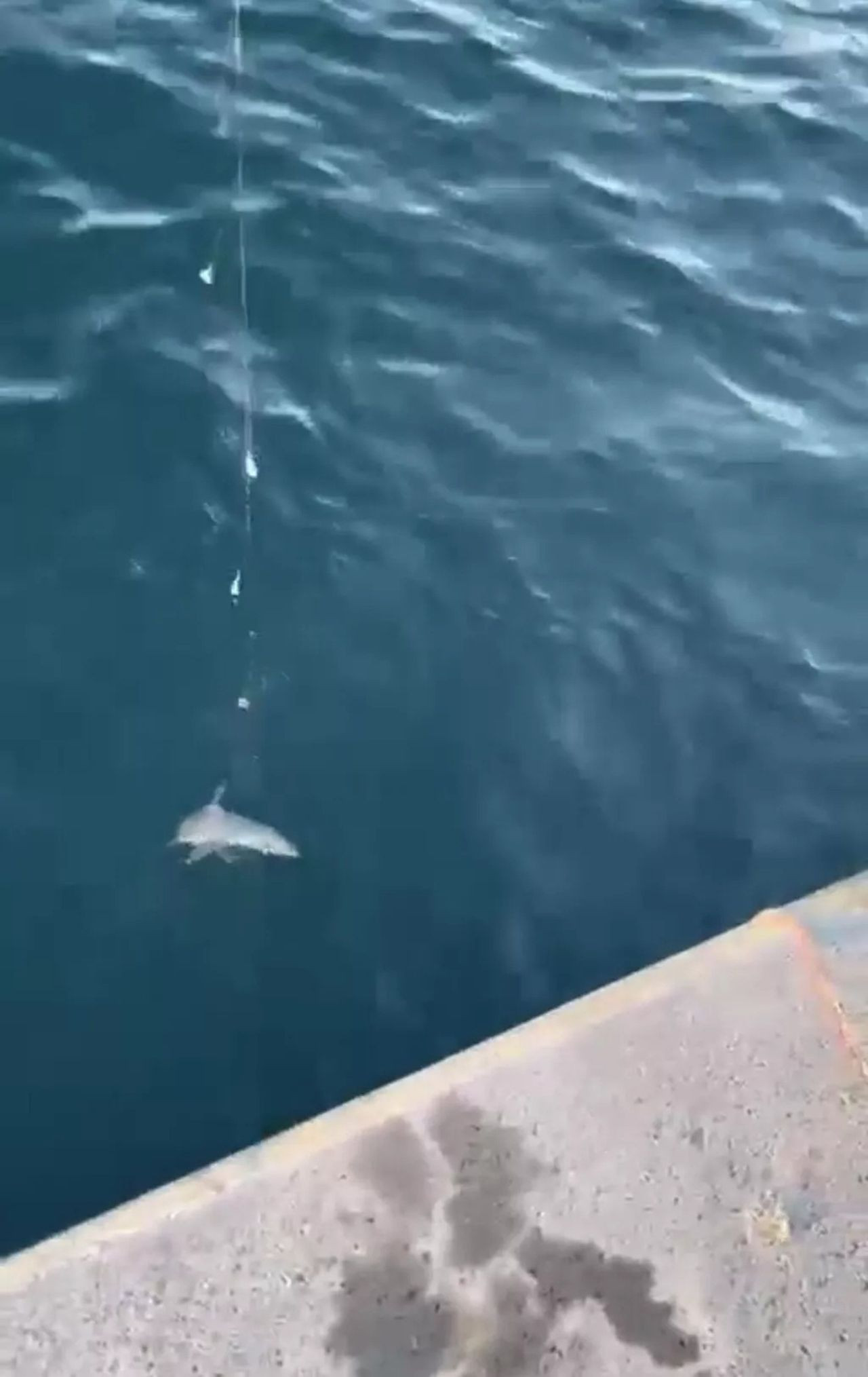 İstanbul Boğazı'nda kıyıdan oltayla köpekbalığı yakalandı - Resim: 3