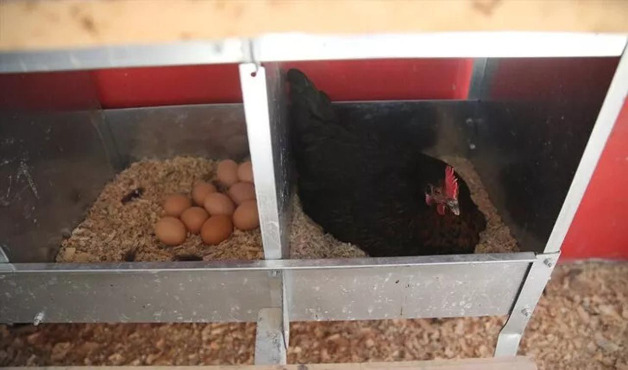 Çiftlik gibi okul... 8 ayda 150 bin lira ciro yaptılar - Resim: 4