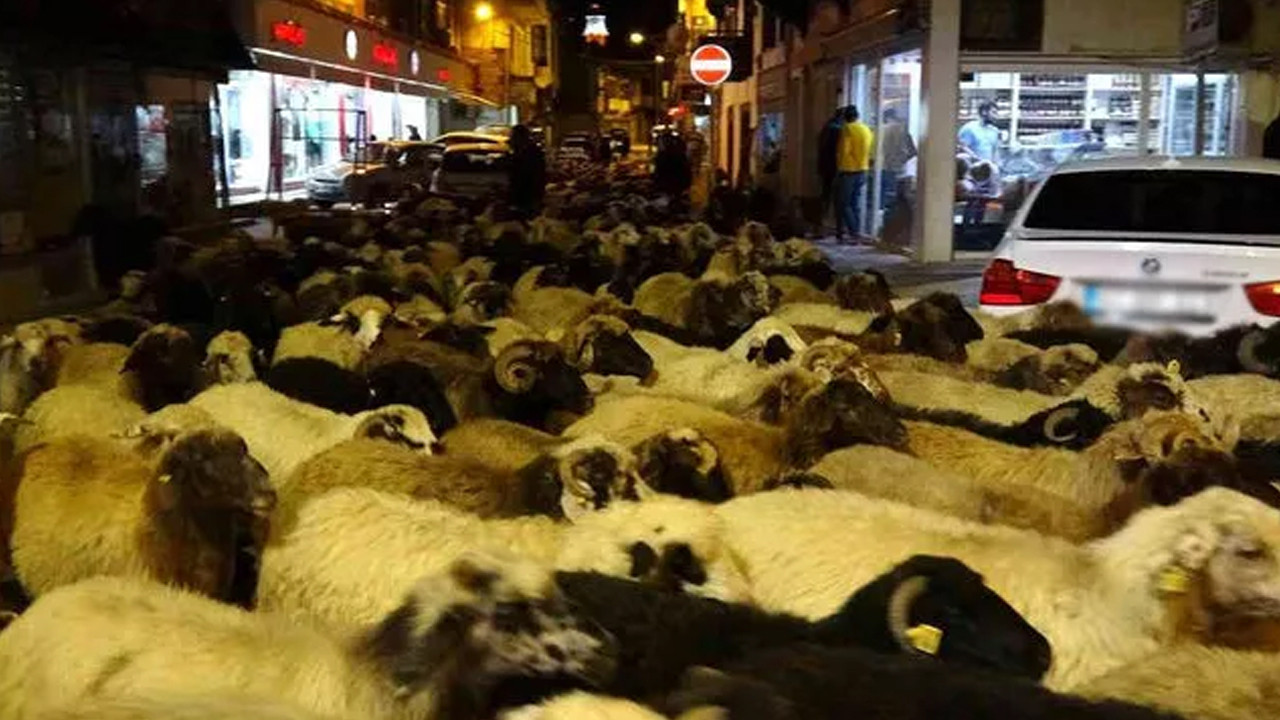 O ilde ilginç görüntü: Koyun sürüsü şehir merkezine indi