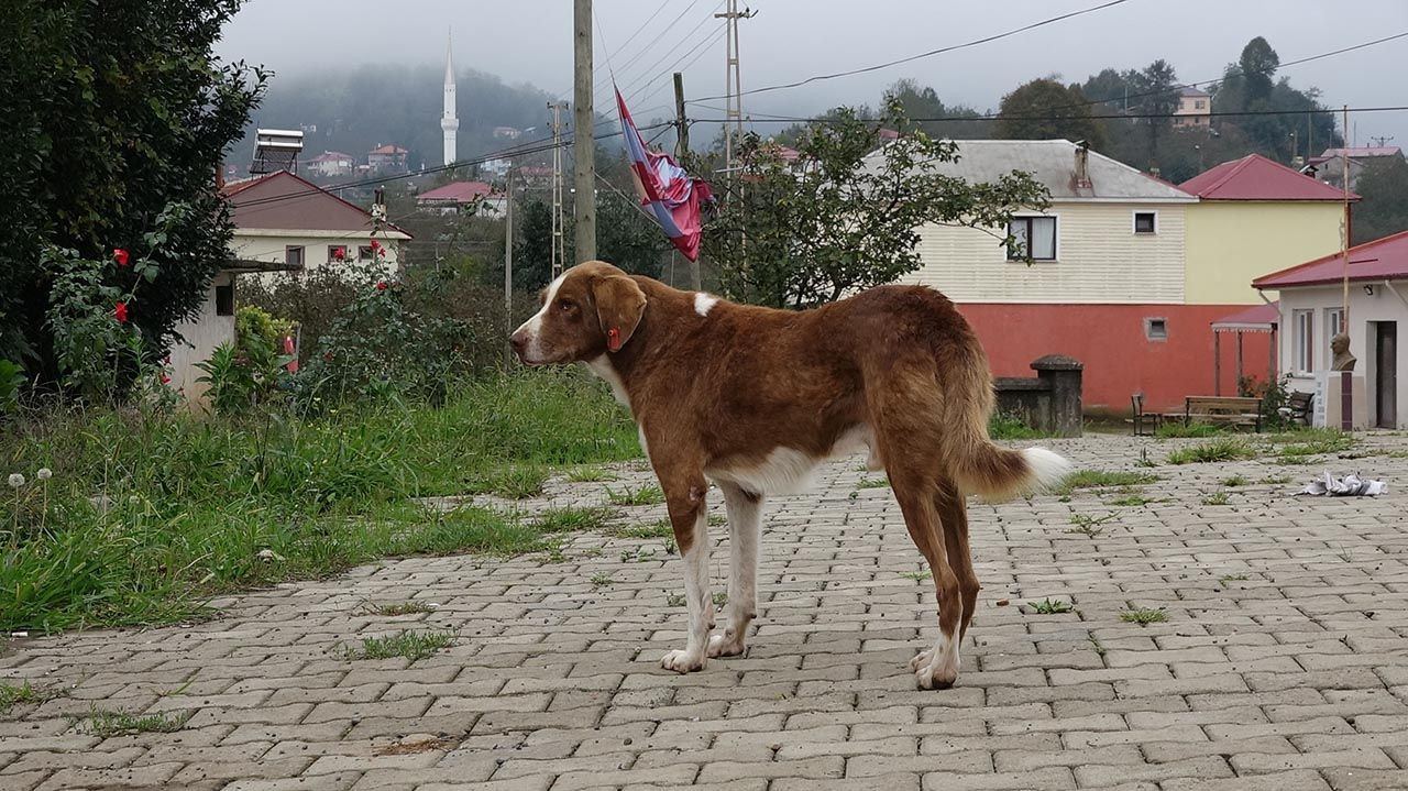 Köpek katliamı bir ilçeyi ayağa kaldırdı! 6'sı öldü, 16'sı kayıp... - Resim: 1