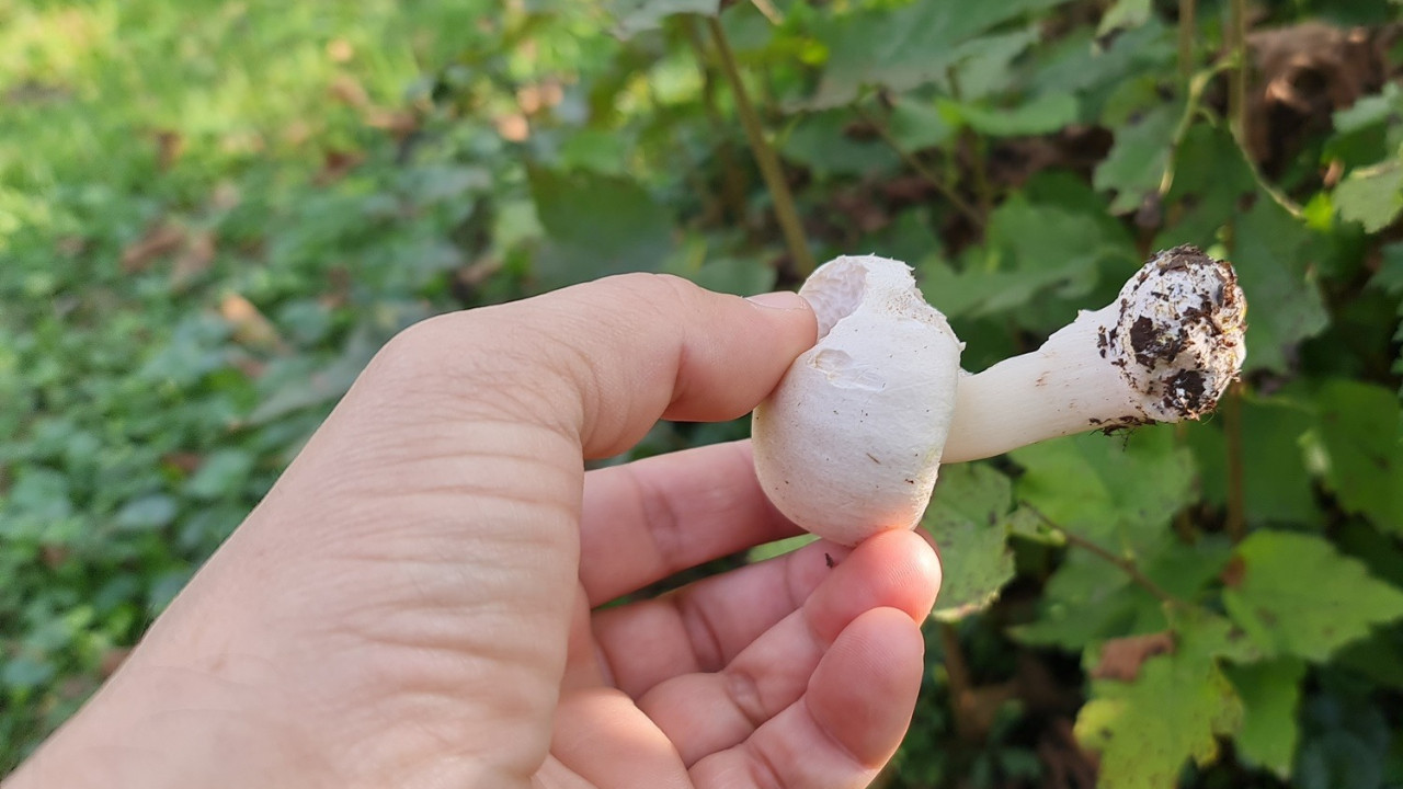 Mantar kabusu! 23 kişi zehirlendi, uzmanlar uyardı