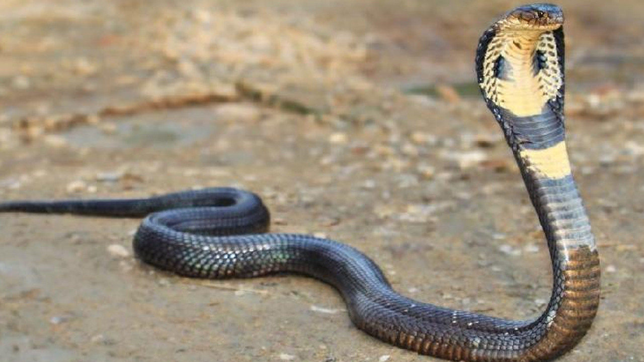 Bir ülke diken üstünde: Dünyanın en zehirli yılanı hayvan bahçesinden kaçtı