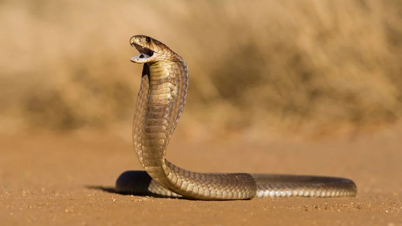 Görülmemiş olay! 8 yaşındaki çocuğu ısıran kobra öldü