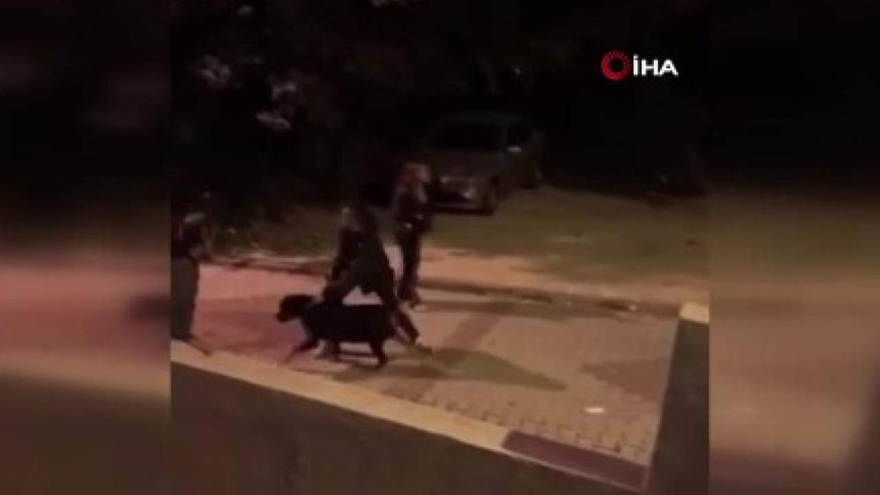 İstanbul'da bir çocuğu köpek ısırdı ortalık savaş alanına döndü