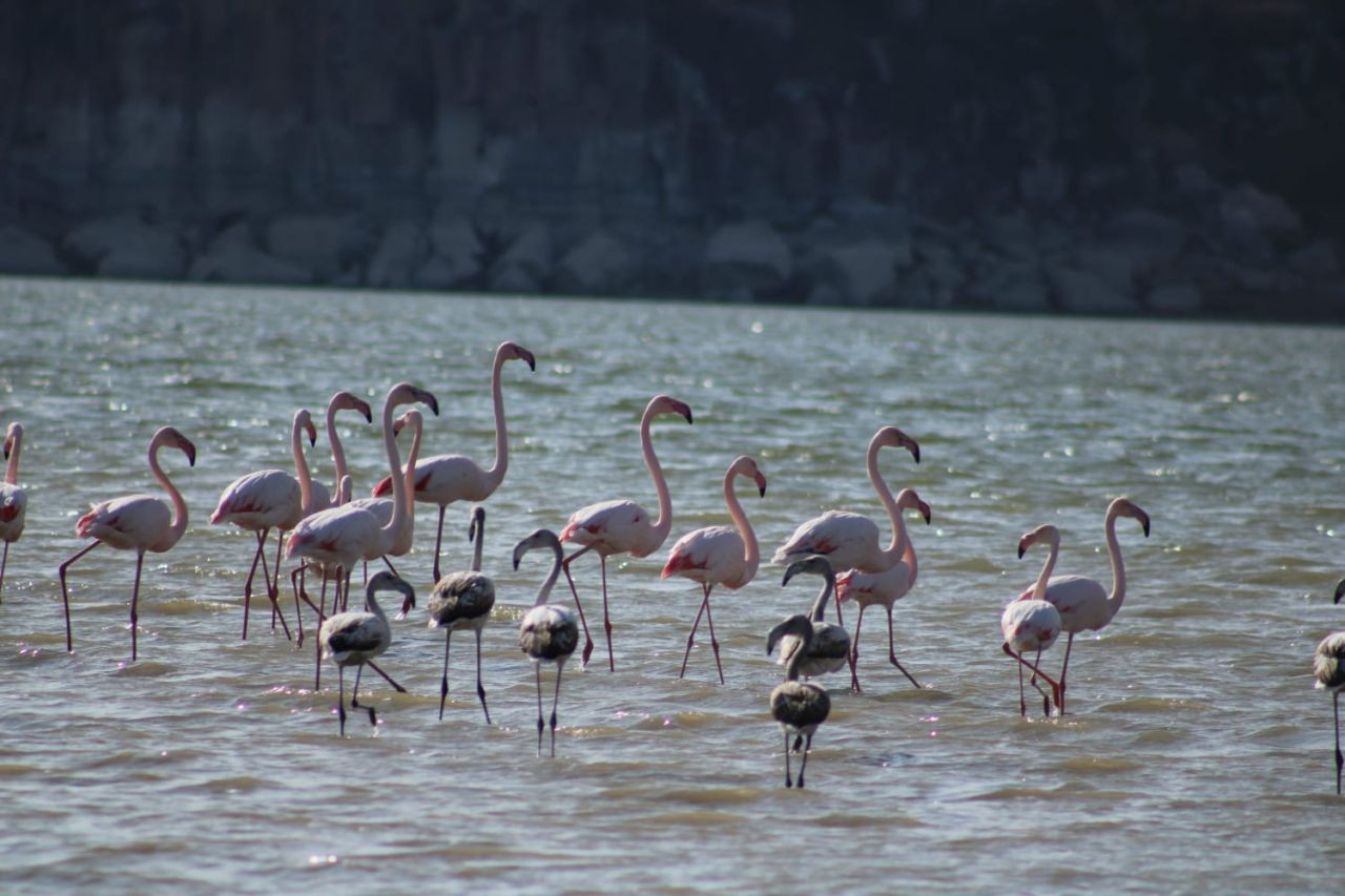 Tuz Gölü'nde sular azalınca, flamingolar rotayı değiştirdi - Resim: 3