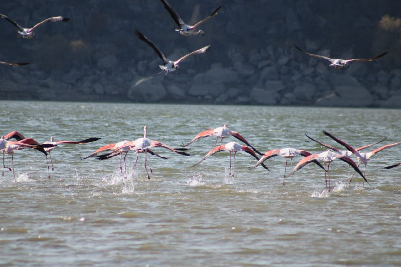 Tuz Gölü'nde sular azalınca, flamingolar rotayı değiştirdi - Resim: 4
