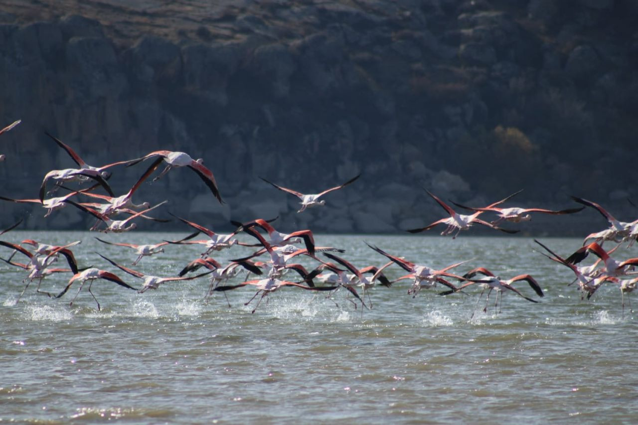 Tuz Gölü'nde sular azalınca, flamingolar rotayı değiştirdi - Resim: 2