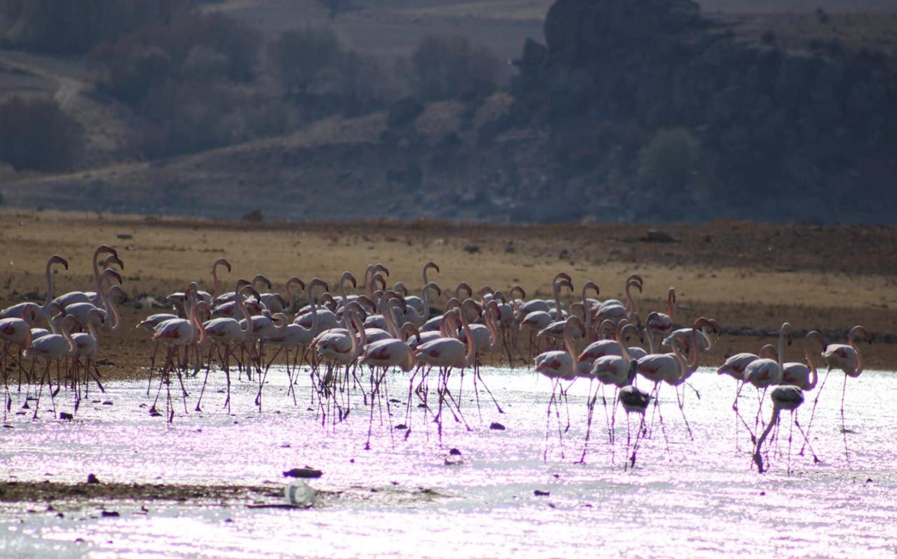 Tuz Gölü'nde sular azalınca, flamingolar rotayı değiştirdi - Resim: 1