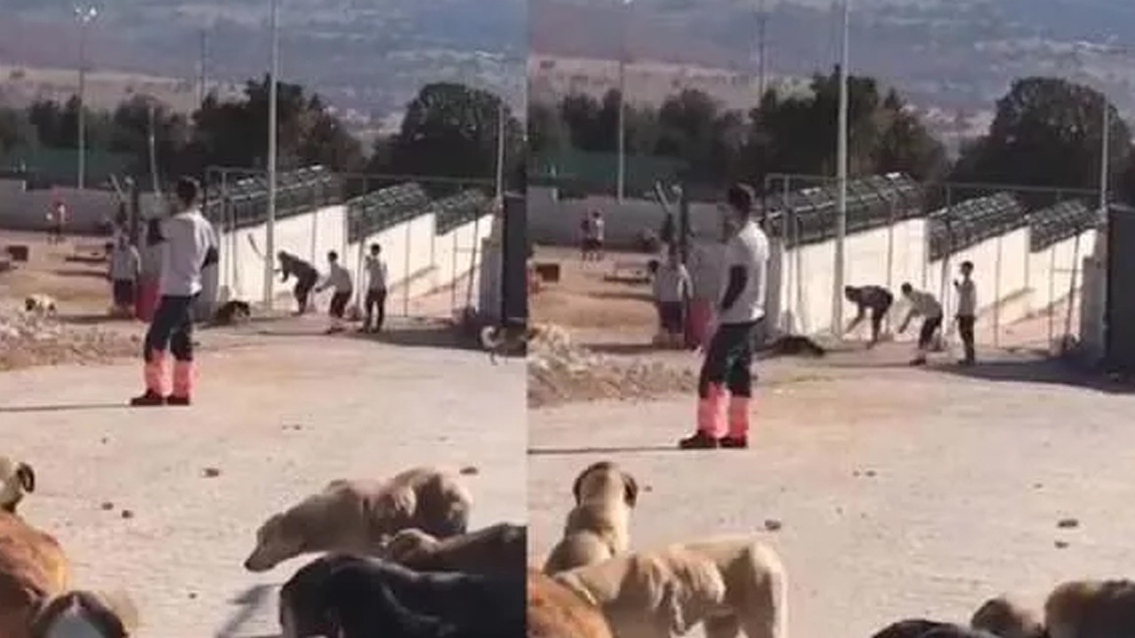 Konya'daki skandal görüntüler sonrası harekete geçildi: Köpeklerin sağlık durumu belirlenecek