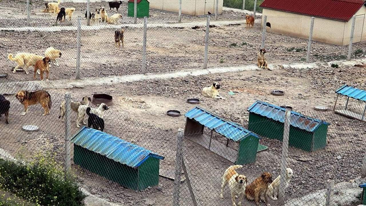 AK Parti'den sokak hayvanları için yeni hamle