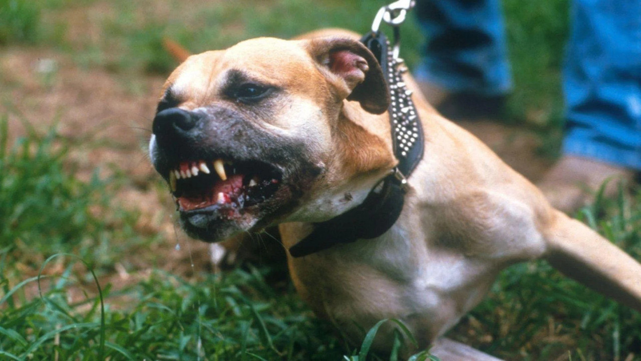 Yargıtay'dan ''Köpeğime ısırtırım'' tehdidi için emsal karar