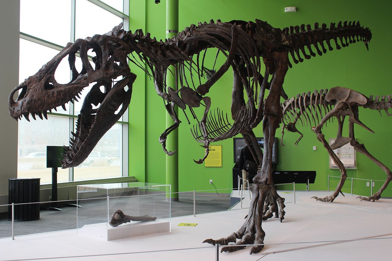 Yeni bir dinozor türü keşfedildi! T.Rex'in atası olabilir! - Resim: 3
