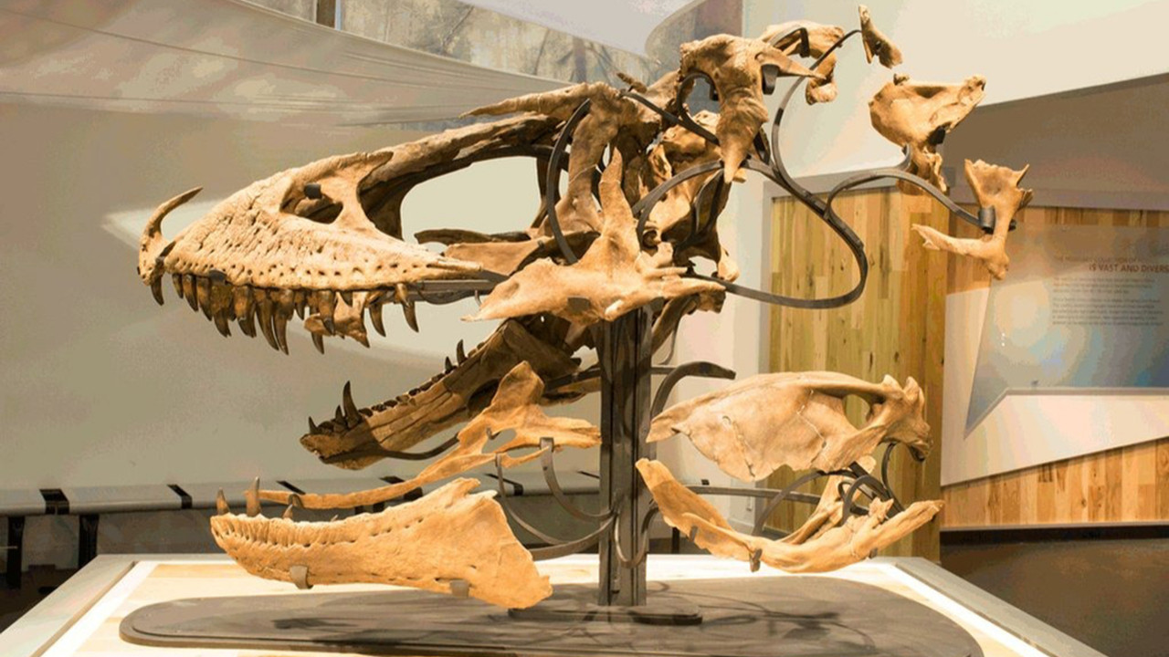 Yeni bir dinozor türü keşfedildi! T.Rex'in atası olabilir!