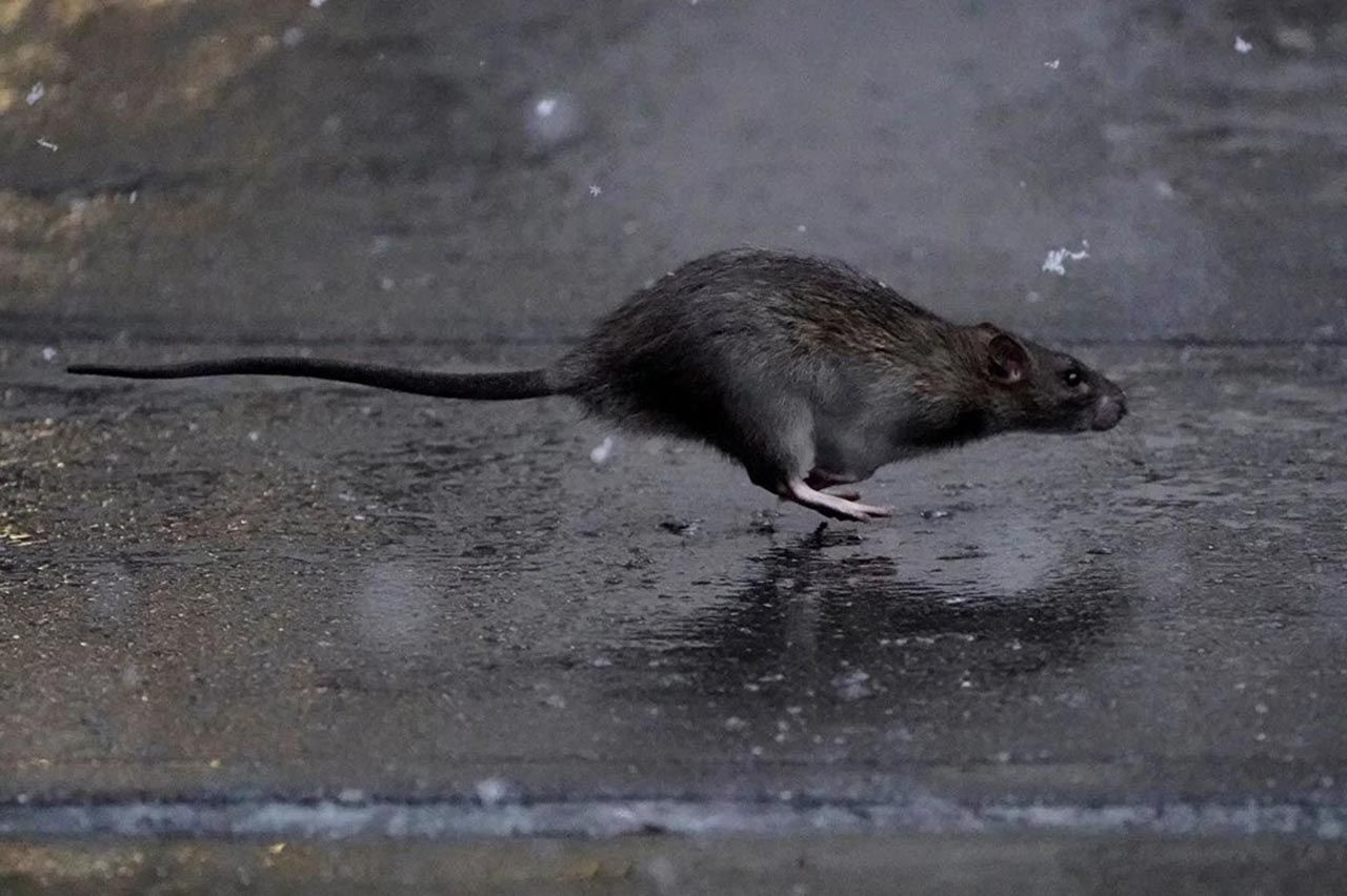 O kenti fareler bastı: Sıçan Şefi'ne 170 bin dolar maaş - Resim: 1
