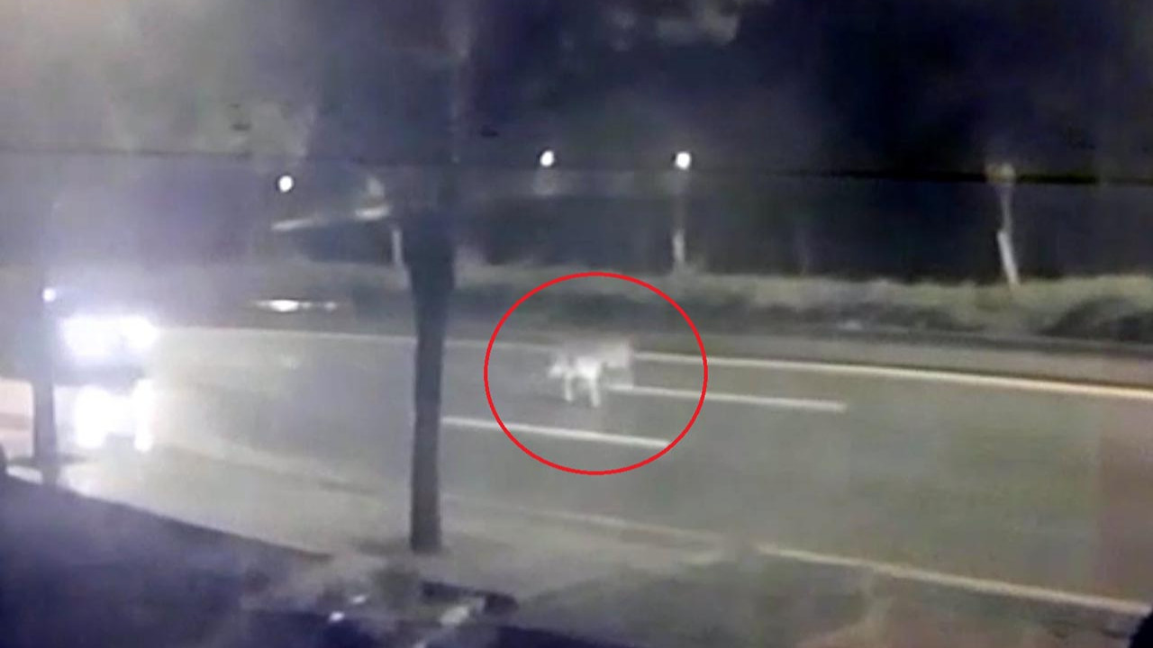 Ankara'da aslan paniği! Hayvanat bahçesinden firar etti