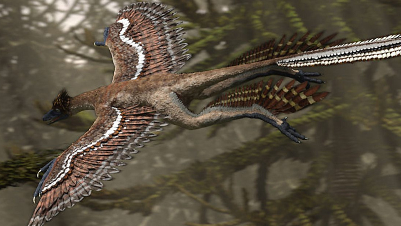 120 milyon yıl önce yaşamış dinozor türü Microraptor'la ilgili yeni keşif